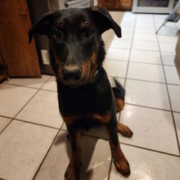 Petal - Black and tan female Beauceron puppy in Strafford, New Hampshire from WildGoose Beaucerons