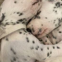 Dalmatian Puppies from Dalmatian Vacation
