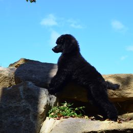 Poodle Puppies from D and D Standard Poodles