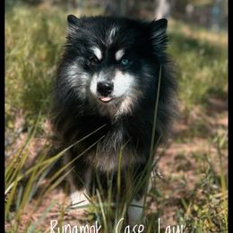 Casey - Pomsky