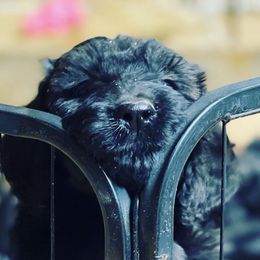 Goldendoodle, Miniature Schnauzer, and Poodle Puppies from 501Doodles