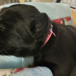 "Baby Eve" Labrador Retriever Puppies from Best Kept Labs