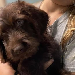 Aussiedoodles, Goldendoodles, Labradoodles, and Poodles from Hope House Doodles
