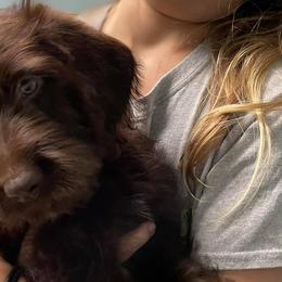 Aussiedoodles, Goldendoodles, Labradoodles, and Poodles from Hope House Doodles