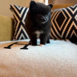 Peppa - Black female Pomeranian puppy in San Antonio, Texas from San Antonio Pomeranian