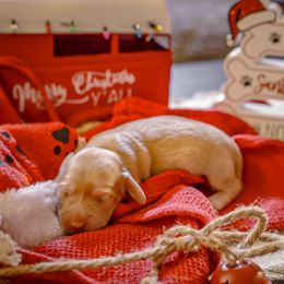 Kringle - Piebald male Dachshund puppy in Tifton, Georgia from Conger's Lil Smokies