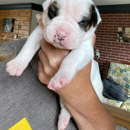 Boxer Puppies from Big Dawg Plantation