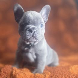 Green Collar Boy - Blue male French Bulldog puppy in Burleson, Texas from Diamond Deluxx Frenchies