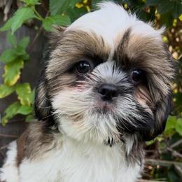 John - Gold and white male Shih Tzu puppy in Hemet, California from Aloha Shih Tzu