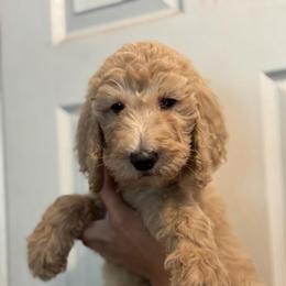 Maeve - Cream female Goldendoodle puppy in Macclenny, Florida from Baker County Goldendoodles