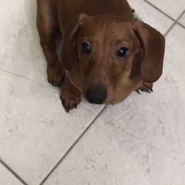 Boy 2 - Red Dachshund puppy in Bryceville, Florida from Lucky Dog Dachshunds