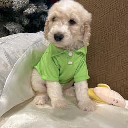 Louie - Parti male Poodle puppy in Mobile, Alabama from Semmy’s Standard Poodle LLC