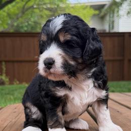 Fez - Tri-color male Bernedoodle puppy in Fishers, Indiana from Fishers Bernedoodles