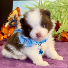 Boy 1 - Chocolate male Pomeranian puppy in Green Cove Springs, Florida from Natasha's Ark of Joy