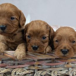 Cavapoos from Divinity Grace Cavapoos