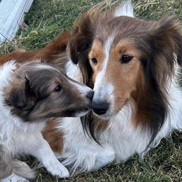 Shetland Sheepdogs from Jensen Farms Shelties