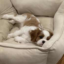 Cavalier King Charles Spaniel and Cavapoo Puppies from Waggin Tails
