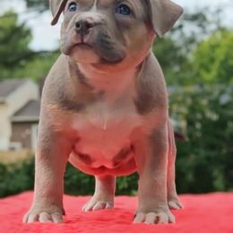 Lipp - Black Collar Male - American Bully puppy from Deuce's Den