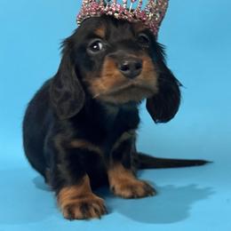 Brise - Black and tan female Dachshund puppy in Clever, Missouri from Autumn Breeze Dachshunds