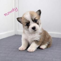Rowdy - Red female Pembroke Welsh Corgi puppy in Yulee, Florida from Pembroke Welsh Corgis at Belle Haven