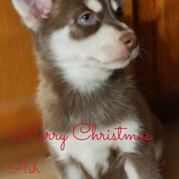 Ash - Male - Pomsky puppy in Michigan from Southwest Michigan Pomskies