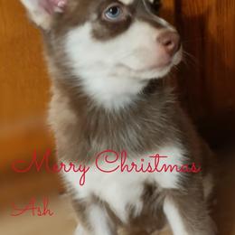 Ash - Male - Pomsky puppy in Michigan from Southwest Michigan Pomskies