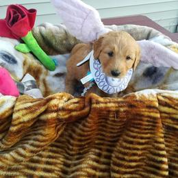 Goldendoodle Puppies from Lu Doodles