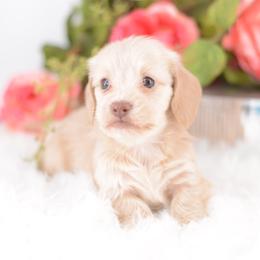Giddy -- FULL AKC Cream Silky - Cream female Dachshund puppy in Neosho, Missouri from A Walk In The Park