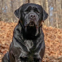 Rolin’ - Labrador Retriever