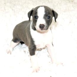 Yasmin's Male 1 - Blue male Italian Greyhound puppy in Sparta Tn And Caryville Fl, Tennessee from Summerwind Kennel