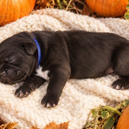 Blue Collar Boy - Black male Cane Corso puppy in Gorman, Texas from McOmber Country Kennels