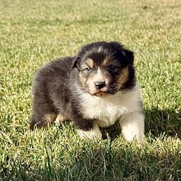 Mustard (lt blue collar) - Black tri-color male Australian Shepherd puppy in Ashland, Ohio from SS Australian Shepherds
