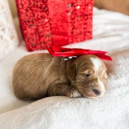 Zuzu - Apricot female Goldendoodle puppy in Sterling, Illinois from Charley's Goldendoodles