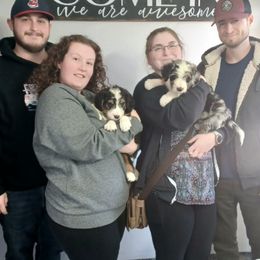 Aussiedoodle, Bernedoodle, Poodle, Shihpoo, and Shih Tzu Puppies from Route 66 Poodles & Doodles, Sapphire Shih-tzu's of Ohio