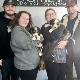 Aussiedoodle, Bernedoodle, Poodle, Shihpoo, and Shih Tzu Puppies from Route 66 Poodles & Doodles, Sapphire Shih-tzu's of Ohio