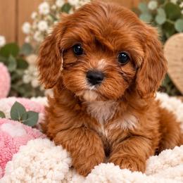 Star - Red female Cavapoo puppy in Hickory, North Carolina from Homegrown Spaniels