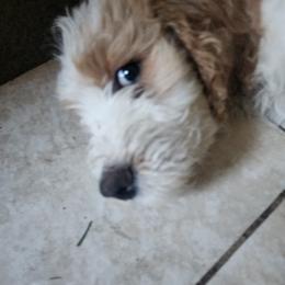 Goldendoodle Puppies from Costa's Curly Canines