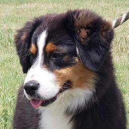Missy - Miniature American Shepherd