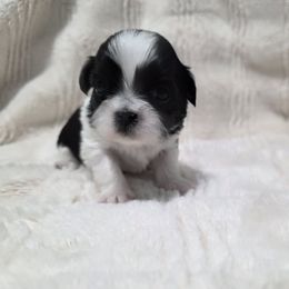 Blessing - Black and white female Shichon puppy in Ronda, North Carolina from Willow River