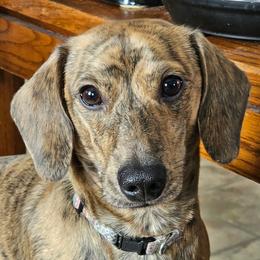 Baxter - Dachshund