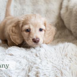 Sunny - Cream male Dachshund puppy in Liberty Hill, Texas from CTX Doxies