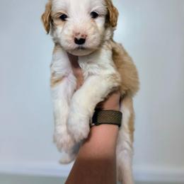 Wool-Eyes - Brown and white male Sheepadoodle puppy in Cornelia, Georgia from Yates Family Farm