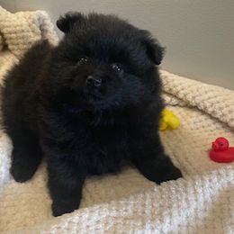 Lil Cole - Black male Pomeranian puppy in Parker, Colorado from Nikki’s lil Pomeranians