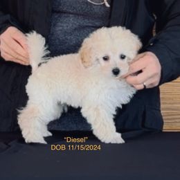 AKC CHAMPION Sired DNA tested large toy poodle DIESEL - Poodle puppy from Abounding Poodles