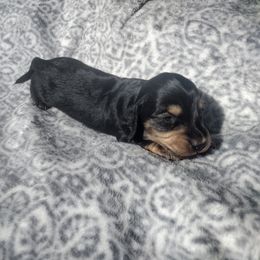 Dachshund Puppies from Katrina's Dachshunds