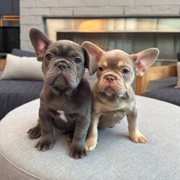 French Bulldogs from Flex Frenchies