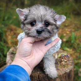 Rare Beacon - Merle male Morkie puppy in Barren Springs, Virginia from Seeking Shalom Acres Maltese, Maltipoos & Havamalts