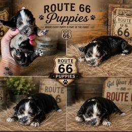 Hermes - Black gold and white male Shihpoo puppy in Delphos, Ohio from Route 66 Poodles & Doodles, Sapphire Shih-tzu's of Ohio