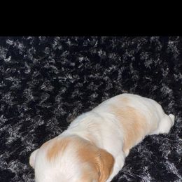 Bella - Piebald female Dachshund puppy in Lakecreek, Oregon from Forever Doxie