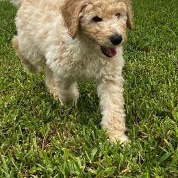 Noah - Cream male Goldendoodle puppy in Tavares, Florida from Tracy's Goldendoodles